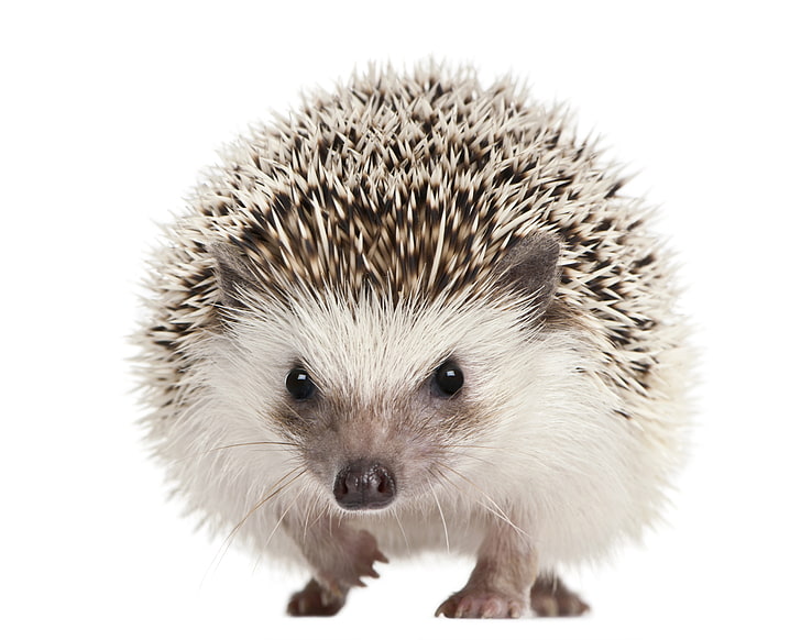 cute animals, 5K, hedgehog, HD wallpaper
