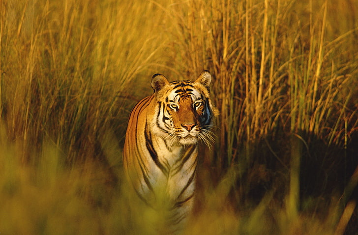 bengal tiger 4k new  full hd, HD wallpaper