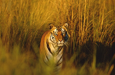 bengal tiger 4k full hd baru, Wallpaper HD HD wallpaper