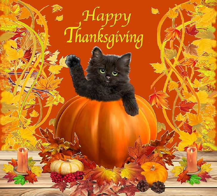 Ден на благодарността коте, рисуване, Ден на благодарността, котки, животни, HD тапет