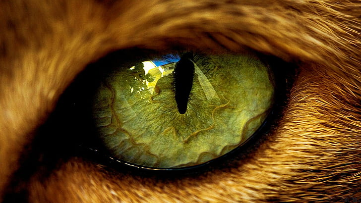 ojos, animales, Fondo de pantalla HD