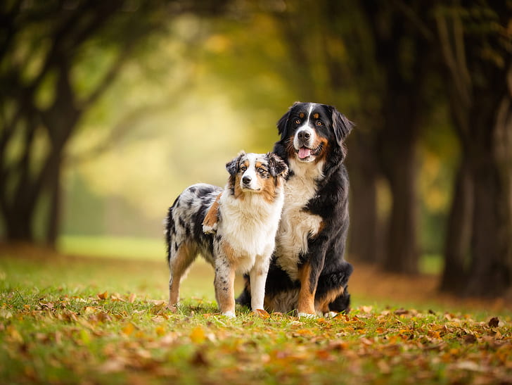 autumn, forest, language, dogs, look, leaves, trees, pose, Park, background, together, glade, foliage, two, pair, walk, a couple, Duo, friends, hugs, lawn, two dogs, Bernese mountain dog, Aussie, HD wallpaper