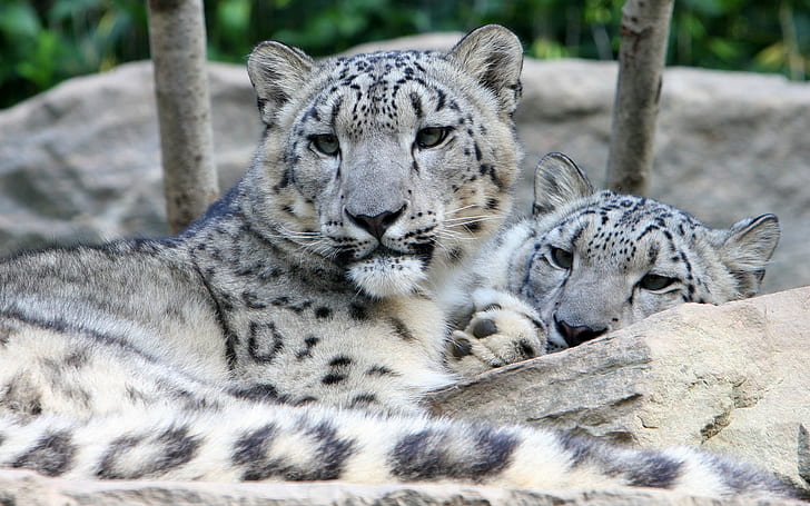 animales, leopardos de las nieves, leopardo (animal), Fondo de pantalla HD