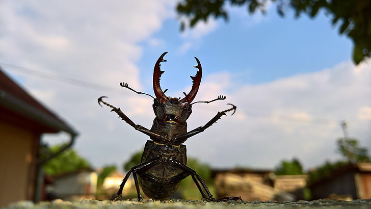 stag beetle, beetle, close up, funny, macro photography, insect, HD wallpaper