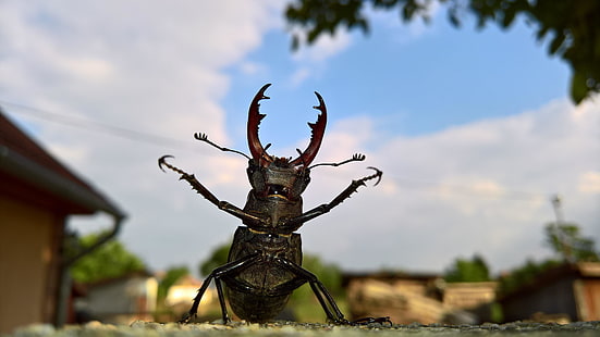 cervo volante, scarabeo, avvicinamento, divertente, macrofotografia, insetto, Sfondo HD HD wallpaper