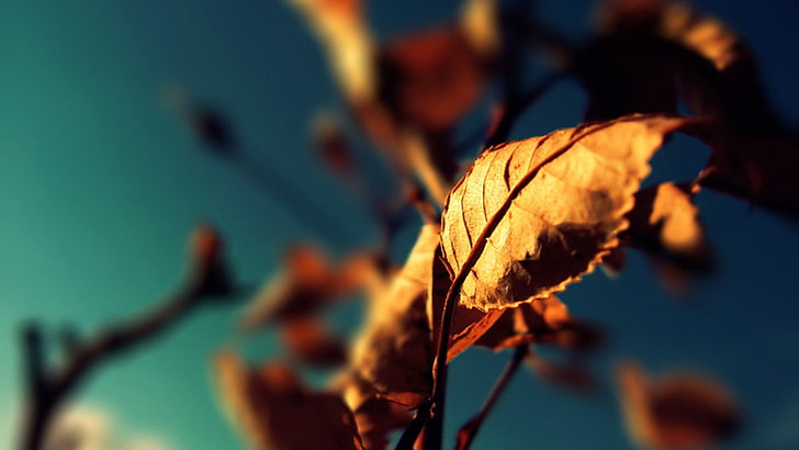 torkat blad, selektivt fokusfoto av brunt blad, natur, fall, löv, växter, HD tapet