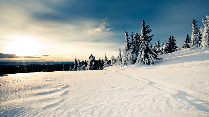 white snow field, landscape, winter, snow, trees, nature, sunlight, sky, HD wallpaper