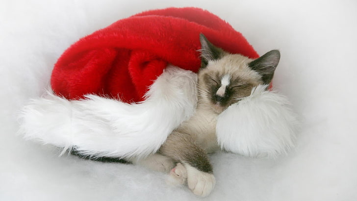 grey and brown cat, cat, down, spotted, santa claus hat, HD wallpaper