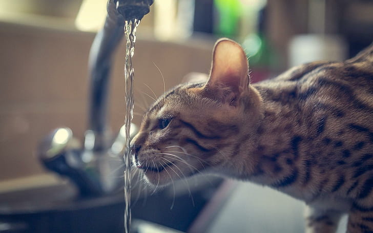 Cat Water, черно-коричневая короткошерстная кошка, вода, HD обои