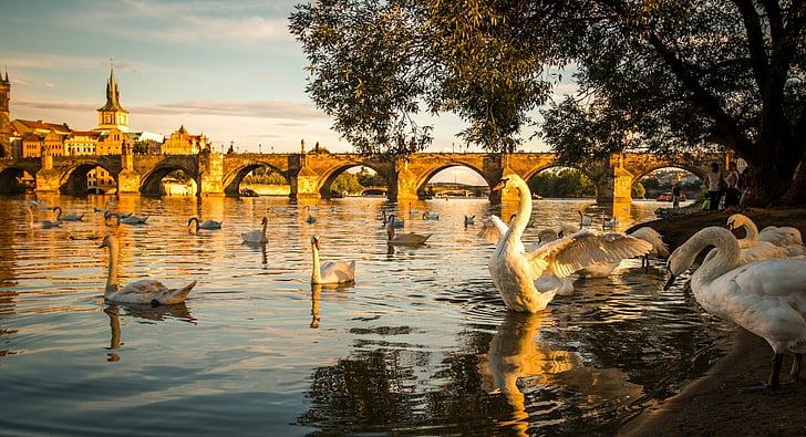 Birds, Mute swan, Prague, River, Swan, HD wallpaper