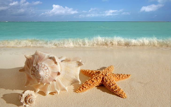 sand, sea, wave, beach, summer, the sky, water, clouds, nature, the ocean, shore, star, beauty, sink, horizon, surf, shell, starfish, HD wallpaper
