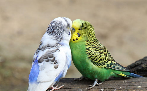 Tapeta Cute Budgie Birds-Photo HD, dwie zielone, żółte, białe i niebieskie papużki faliste, Tapety HD HD wallpaper