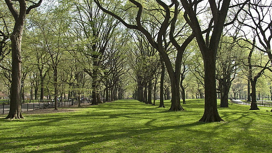 Bäume, Park, Gras, Bäume, Park, Gras, HD-Hintergrundbild HD wallpaper