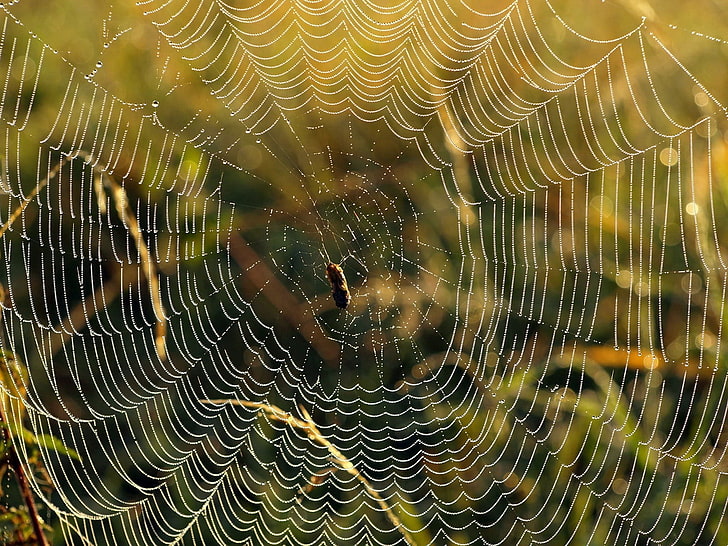 паук коричнево-бежевый, паутина, зелень, форма, HD обои