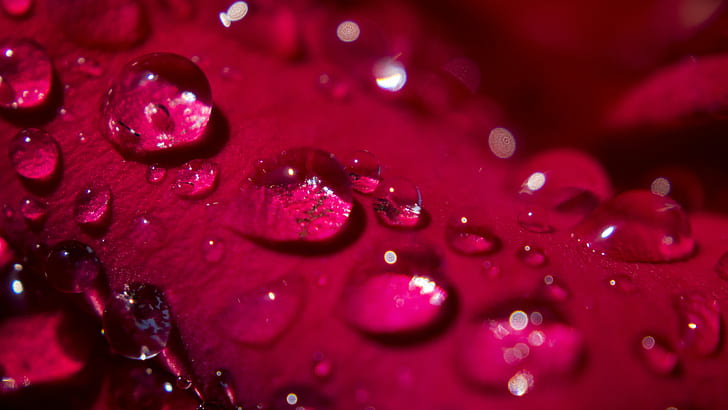drop of water, rose, rose, Morning Dew, Rose, Petal, drop of water, pedal, water  drop, droplet, macro, morning  dew, droplets, unique, velvet, silky, texture, creativecommons, drop, nature, close-up, dew, freshness, wet, backgrounds, red, rain, raindrop, water, HD wallpaper