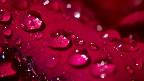 drop of water, rose, rose, Morning Dew, Rose, Petal, drop of water, pedal, water  drop, droplet, macro, morning  dew, droplets, unique, velvet, silky, texture, creativecommons, drop, nature, close-up, dew, freshness, wet, backgrounds, red, rain, raindrop, water, HD wallpaper HD wallpaper