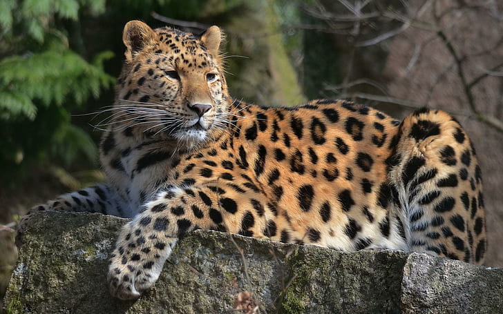 Леопард на скале, коричневый и черный леопард, животные, 1920x1200, леопард, HD обои