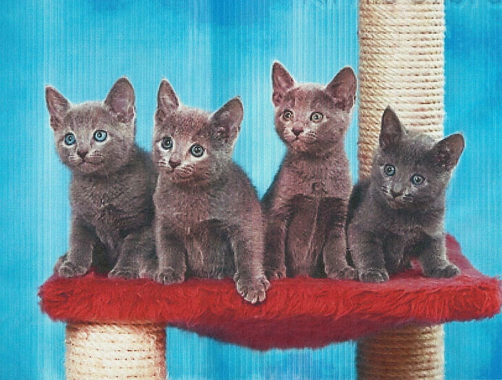 Quatre chatons assis assez, quatre chatons gris, bleu, mignon, chatons, félin, bleu russe, animaux, Fond d'écran HD