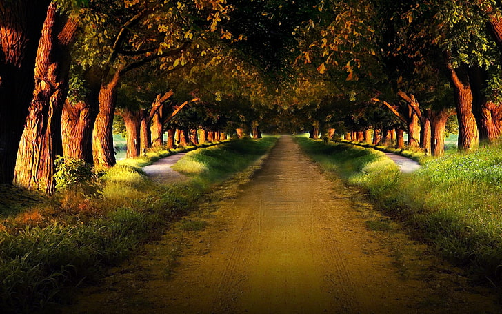 sentiero che conduce alla foresta carta da parati digitale, strada, giardino, viale, ranghi, pista, misterioso, Sfondo HD
