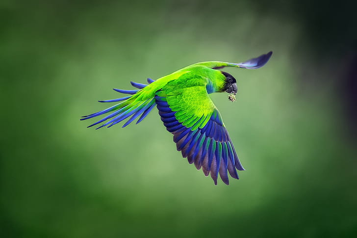 background, bird, flight, Blackhead parrot, Nandayus nenday, Nanday parakeet, blackheads conure, HD wallpaper