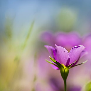 розовый цветок с лепестками выборочный фото, природа, растение, цветок, розовый цвет, фиолетовый, лепесток, красота В природе, цветок голова, крупный план, весна, цветение, свежесть, лист, ботаника, HD обои HD wallpaper