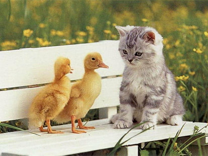 animals, baby, cat, cute, duck, HD wallpaper HD wallpaper
