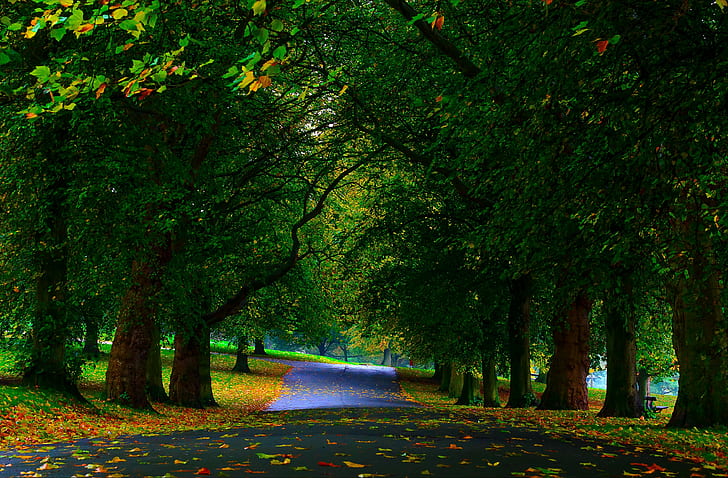 Parco, alberi, verde, autostrada accanto ad alberi, alberi, verde, parco, foglie, passerella, autunno, Sfondo HD