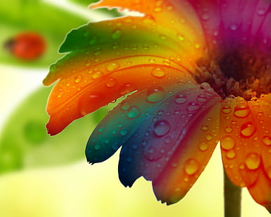 Bunga Tetesan Air Makro HD Berwarna-warni, alam, bunga, makro, air, berwarna-warni, setetes, Wallpaper HD HD wallpaper