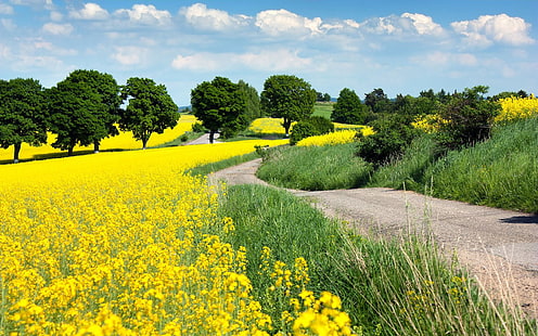 Paisagem com campos de flores amarelas com estrada secundária de estupro de oleaginosas 1920 × 1200, HD papel de parede HD wallpaper