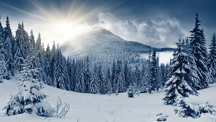 winter forest, 5k, 4k wallpaper, mountain, sun, snow, fir-trees, HD wallpaper