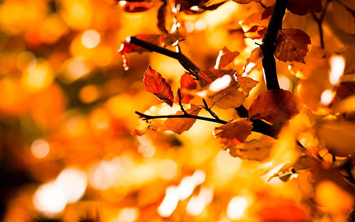 Pflanze mit braunen Blättern, Natur, Herbst, Blätter, Schärfentiefe, Bokeh, HD-Hintergrundbild