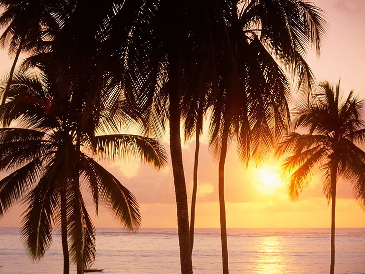 zielone drzewa kokosowe, ziemia, plaża, poranek, palmy, morze, słońce, Tapety HD