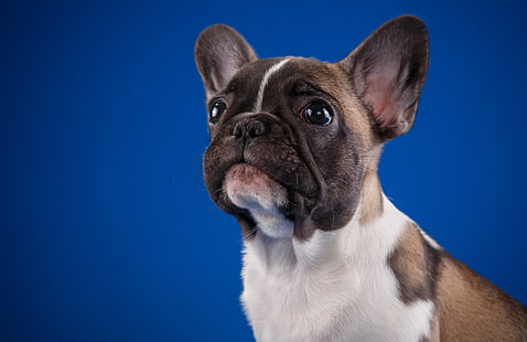 子犬、ブルドッグ、斑点を付けられた、フランス語、 HDデスクトップの壁紙 HD wallpaper