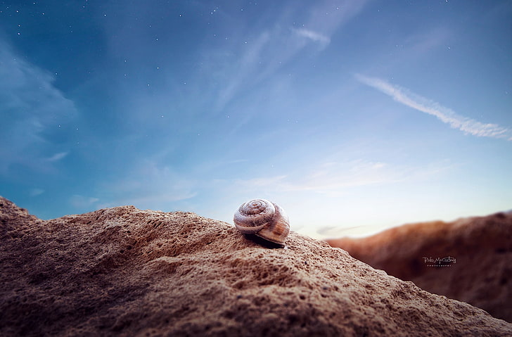 Little life there.., Animals, Others, Snail, Shell, sky, clouds, landscape, nature, beautiful, sunset, sunlights, life, travel, traveling, nikon, photographer, mountains, skies, stars, colors, macro, focus, wildlife, HD wallpaper