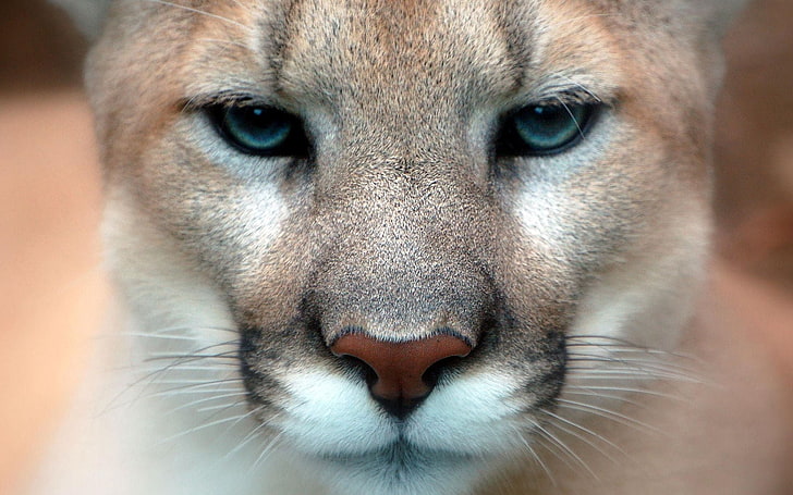 สิงโตสีน้ำตาล, ปากกระบอกปืน, เสือพูมา, ดวงตา, ​​ระยะใกล้, วอลล์เปเปอร์ HD
