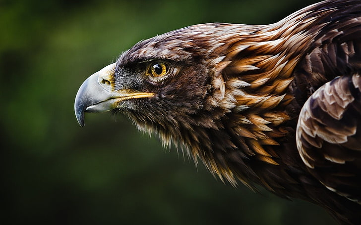 faucon brun, aigle impérial oriental, nature, animaux, oiseaux, aigle, Fond d'écran HD