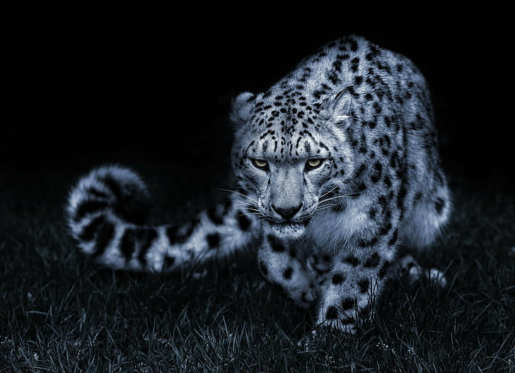 black, cat, eyes, leopard, posture, snow, white, HD wallpaper
