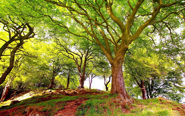 Spring hill trees-Landscape HD Wallpaper, green leafed tree, HD wallpaper