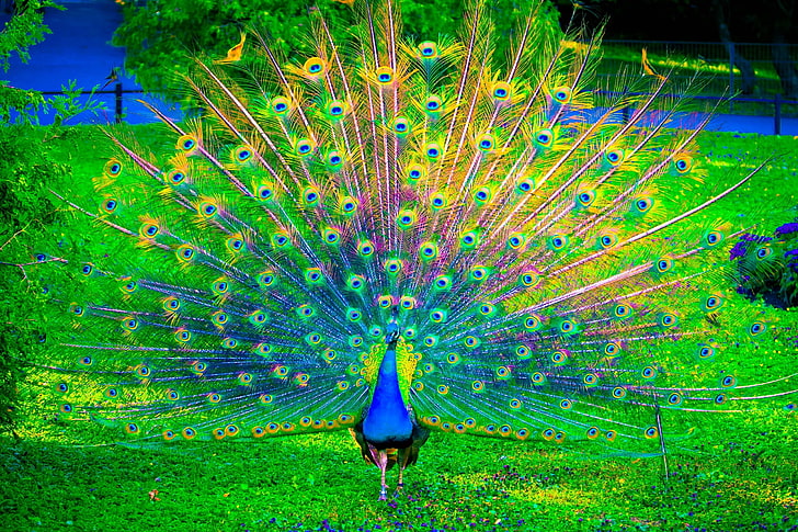 синий и разноцветный павлин иллюстрация, природа, птицы, цвет, павлин, HD обои