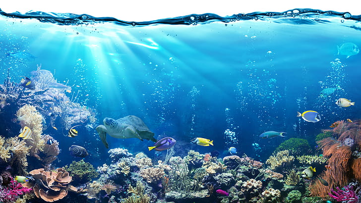 récif de corail, poisson, océan, eau, sous l'eau, poissons, récif, mer, corail, corail pierreux, 8k uhd, aquarium, banc, poisson de récif de corail, Fond d'écran HD