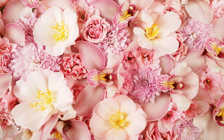 розовые и бежевые цветы, цветы, розовый фон, орхидея, HD обои