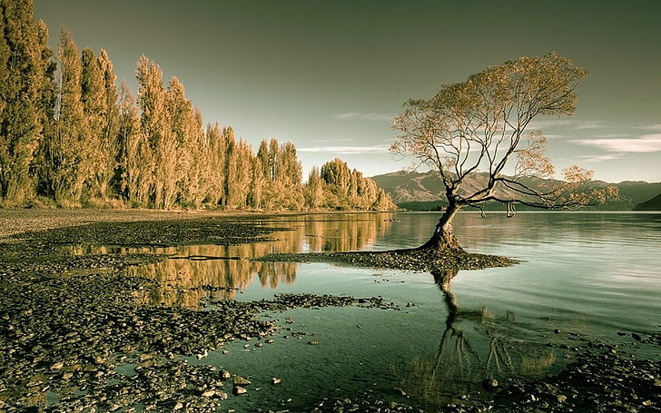 شجرة ذات أوراق بنية ، طبيعة ، منظر طبيعي ، بحيرة ، غابة ، أشجار ، مياه ، نيوزيلندا ، انعكاس ، جبال، خلفية HD