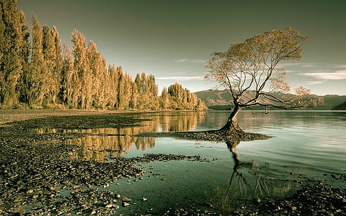 кафяволистно дърво, природа, пейзаж, езеро, гора, дървета, вода, Нова Зеландия, отражение, планини, HD тапет HD wallpaper