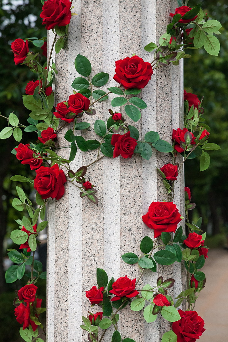 червени рози, рози, колона, декорация, градина, HD тапет, тапет за телефон