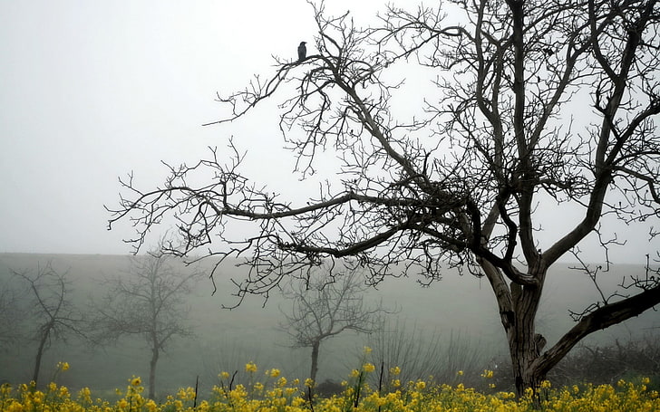 pittura ad albero in bianco e nero, paesaggio, alberi, nebbia, uccelli, grigio, natura, ramo, Sfondo HD