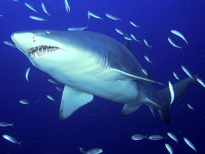 Predator S Tiger Shark, tygrys, drapieżnik, rekin, piasek, Tapety HD HD wallpaper