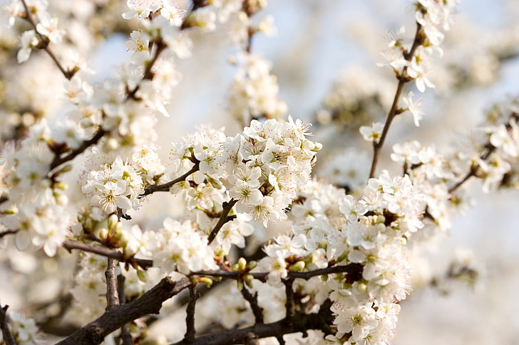 white cherry blossoms, macro, flowers, branches, cherry, tenderness, beauty, spring, petals, white, flowering, beautiful nature wallpapers, cherry blossoms, HD wallpaper