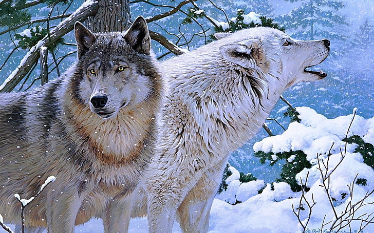 white and gray wolves, Animal, Wolf, HD wallpaper