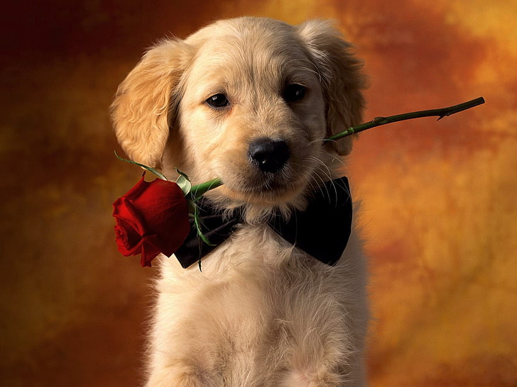 赤いバラの写真、犬、バラをかむゴールデンレトリバーの子犬、 HDデスクトップの壁紙