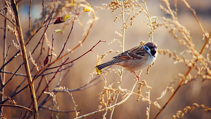 old-world's sparrow perching on tree branch, Sparrow, tree, blur, HD wallpaper
